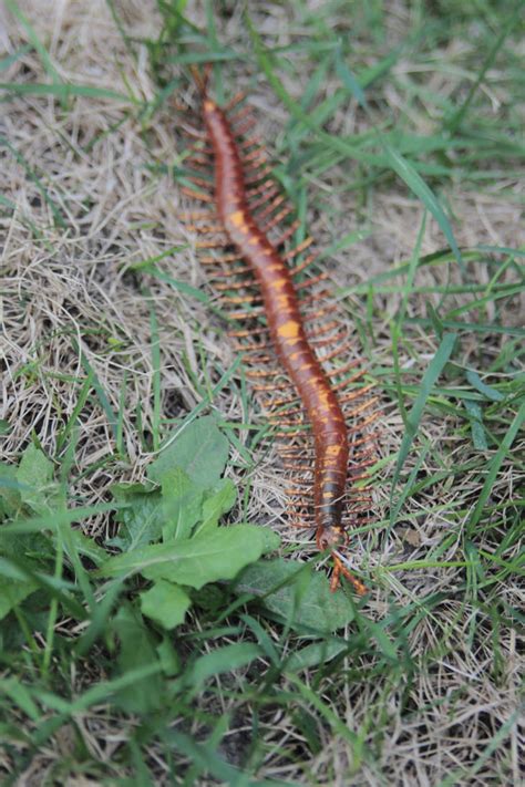 Arthropleura by kongzillarex619 on DeviantArt