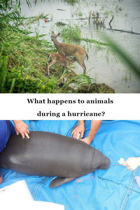 What Happens to Animals During a Hurricane? | Animals, Animals and pets ...