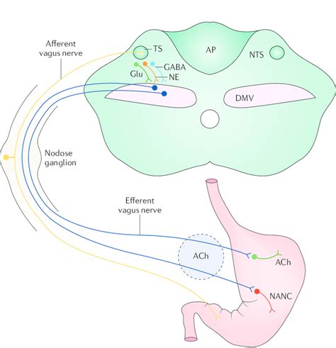 | The brainstem neurocircuit comprising vagovagal reflexes. Vagal... | Download Scientific Diagram