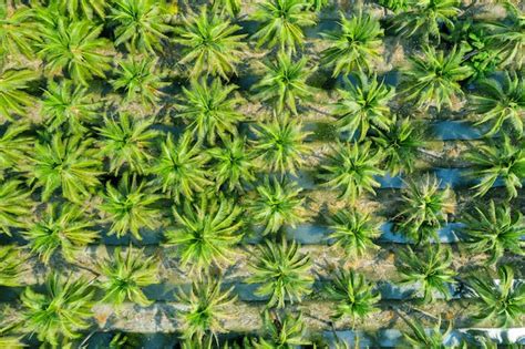 Free Photo | Aerial view of Coconut palm trees plantation.