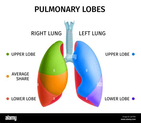 Human lung respiratory system upper lower lobes anatomy diagram educational colorful info chart ...