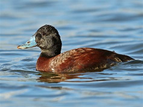 Blue-billed Duck - eBird