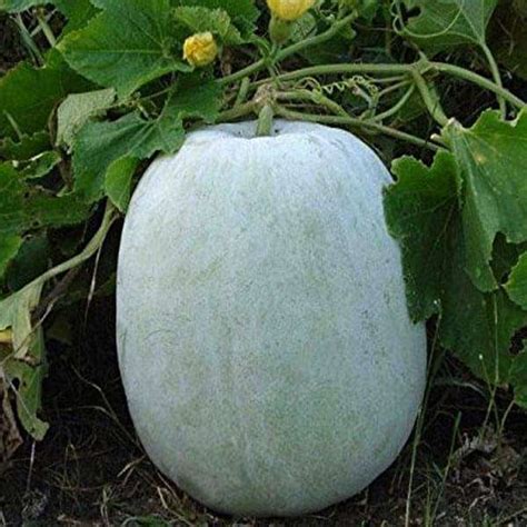 Buy Ash Gourd, Methai Petha, Agri Petha - Vegetable Seeds online from Nurserylive at lowest price.