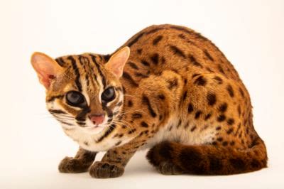 Visayan leopard cat (Prionailurus bengalensis rabori) at the Avilon Zoo. This species is listed ...