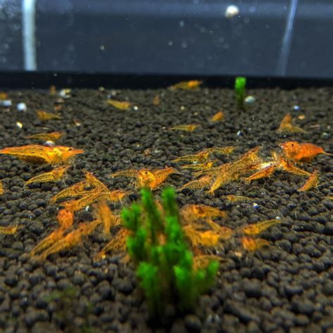 Tangerine Tigers (Caridina Parameters) | Tangerine, Tangerine orange, Planted aquarium