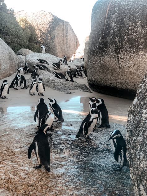 How to Visit the Penguins at Boulders Beach - World of Wanderlust