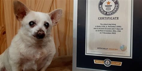 A 23-year-old abandoned chihuahua named world's oldest dog | indy100