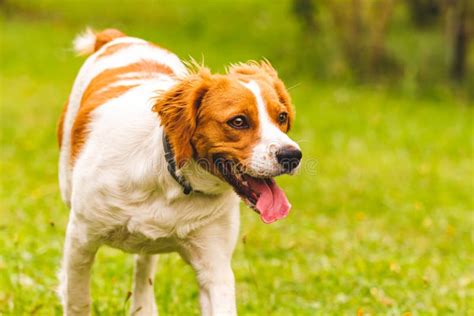 Breton Spaniel Female Puppy Lying Down In Green Grass Stock Image ...