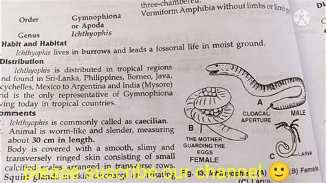 ichthyophis classification, habitat and comments zoology practical bsc/comments on ichthyophis ...