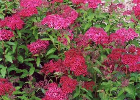 100 Bright Pink Spiraea Seeds Steepltbrush Flower Perennial 848 US SELLER | Perennials, Flowers ...