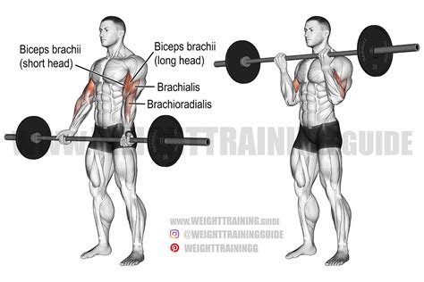 Barbell curl exercise instructions and video | Weight Training Guide