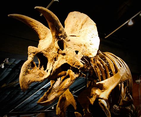 Triceratops fossil by allison_b216, via Flickr | Dinosaurus, Schedel