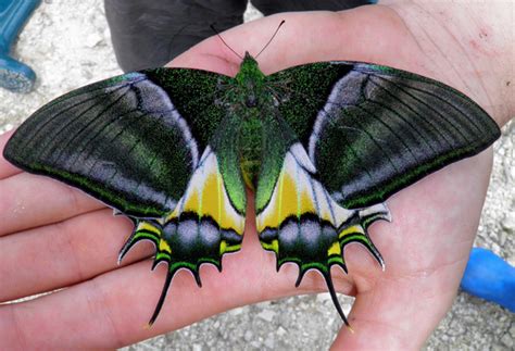 Top 10 Rare or Endangered Butterflies | Owlcation