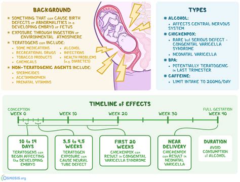 Teratogen: What Is It, Examples, and More | Osmosis