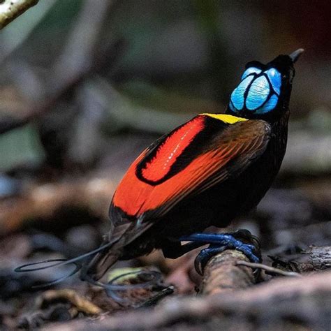 The Wilson's Bird Of Paradise Is Utterly Exquisite