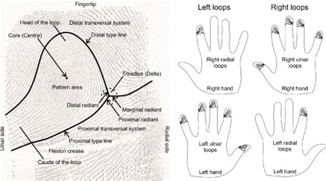 Shape Variations in Loop Pattern Fingerprints: Radial vs. Ulnar Loops