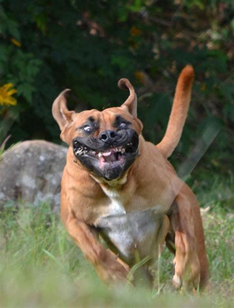 Scary pet faces – your best pictures | Funny dog faces, Scary dogs, Dog face