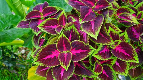 How To Grow And Care For Coleus Plants