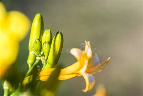 A yellow baby flower stock image. Image of flower, nikon - 97222997