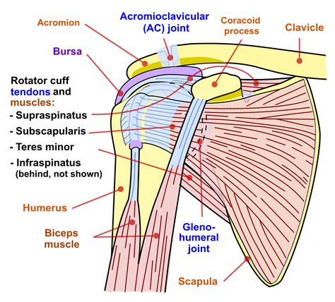 Shoulder impingement syndrome - Wikipedia