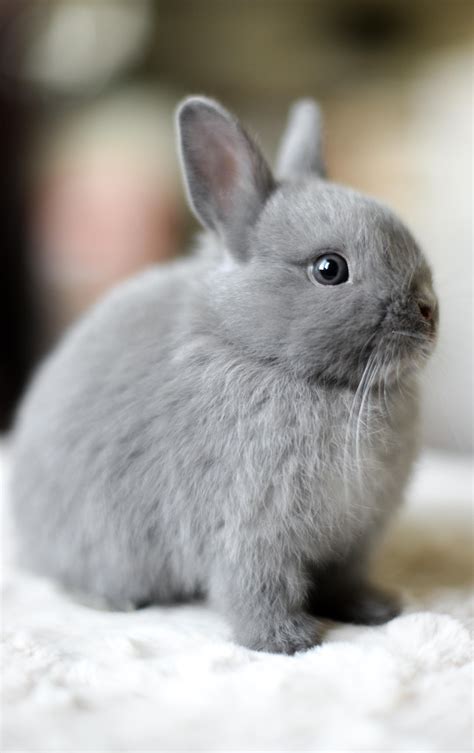 Softly Grey | Cute baby animals, Cute animals, Cute baby bunnies