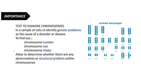 SOLUTION: Chromosome analysis by image identification autosaved autosaved - Studypool