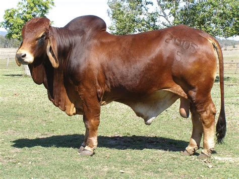 GANADO BRAHMAN ~ RAZAS PRODUCTORAS DE CARNE