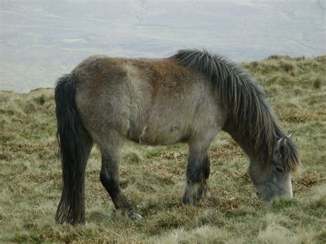 Traditional native Welsh-type pony in a natural setting; such ponies have lived in Wales for ...