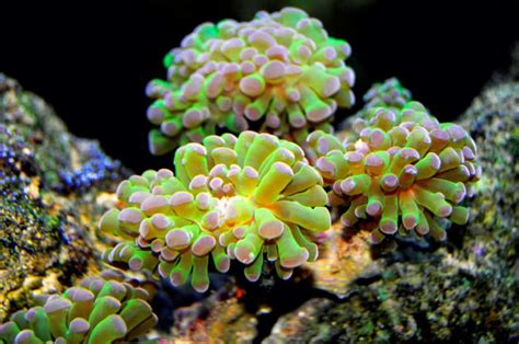 Frogspawn Coral Care Guide: Placement, Feeding, & Care Tips