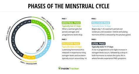 Optimizing Training Around Your Menstrual Cycle - Unlocking Insights ...