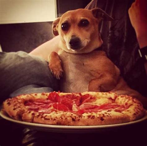 Animals Love Pizza Too | KLYKER.COM