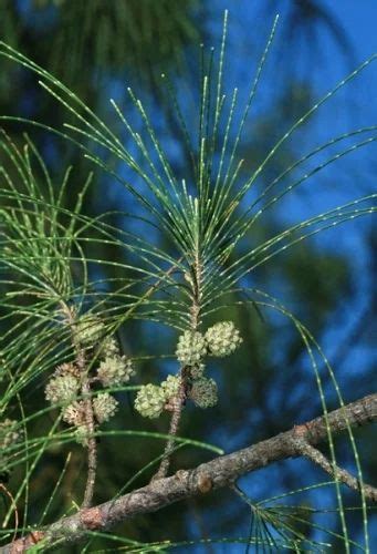 Casuarina Equisetifolia Seeds, For Germination, Packaging Type: Packet at best price in Dehradun