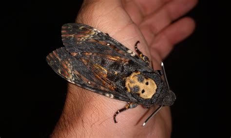 Acherontia atropos, la esfinge calavera pasó por Noia