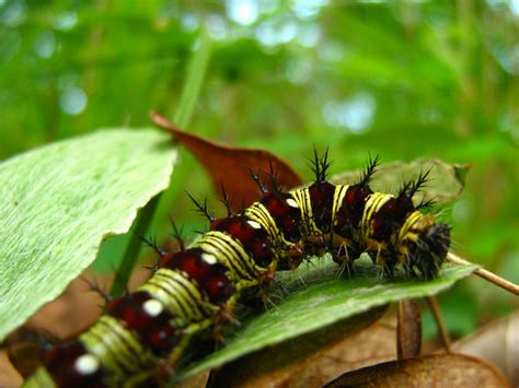 AMERICAN PAINTED LADY CATERPILLAR | Flickr - Photo Sharing!