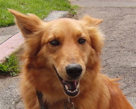 Dog of the Day: Lizzy the Shetland Sheepdog/Golden Retriever Mix - The Dogs of San FranciscoThe ...