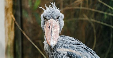 Shoebill As A Pet - Gegu Pet