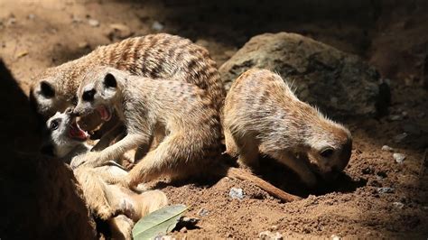 Meerkat's Family in a Burrow 2020205 Stock Video at Vecteezy