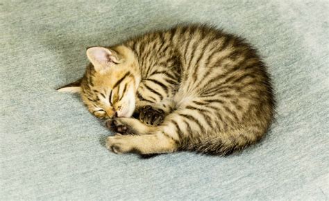 Toyger Cats - Banixx