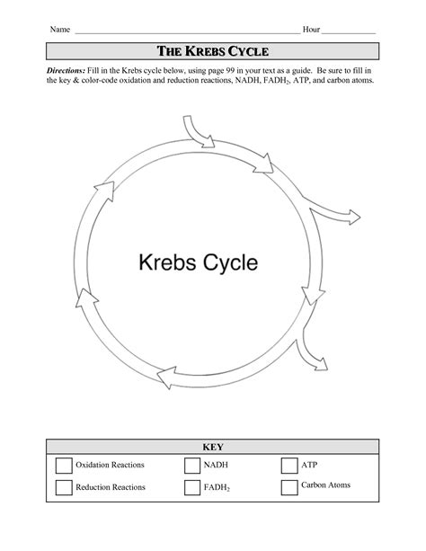 13 Best Images of Citric Acid Cycle Worksheet - Citric Acid Cycle Blank Worksheet, Blank Krebs ...