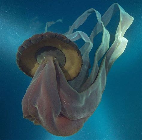 The rare Stygiomedusa Gigantea only 115 sightings in the last 110 years | Deep sea jellyfish ...