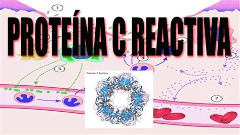Descubre el rango saludable de proteína C reactiva: ¿Cuánto es lo normal? | Actualizado agosto 2024