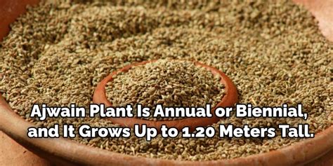 How to Grow Ajwain Plant From Seeds in 5 Easy Steps (2024)