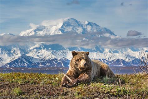 Alaska wildlife photos by professional photographer Patrick Endres | Alaska wildlife, Wildlife ...