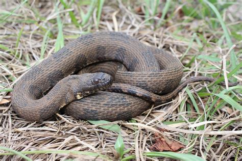 Brown Watersnake – Florida Snake ID Guide