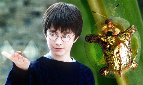 The amazing 'Harry Potter' golden beetle that looks just like a ...