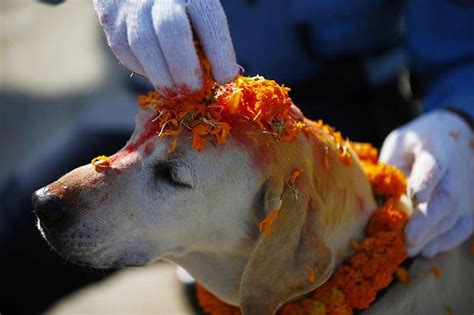 Kukur Tihar being observed today - The Himalayan Times - Nepal's No.1 English Daily Newspaper ...