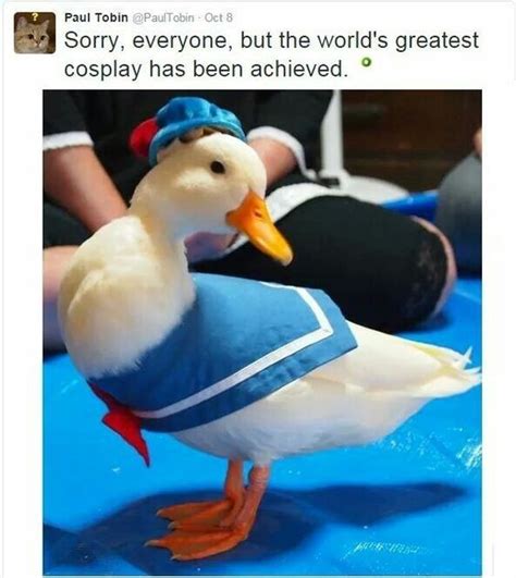 35 Duck Memes That Will Make You Quack All Day | Funny animals, Duck memes, Cosplay