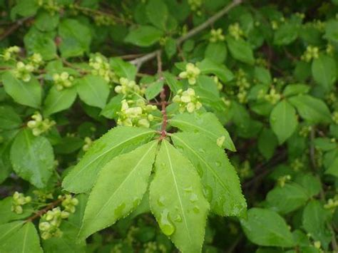 Euonymus alatus (Burning Bush, Corky Spindletree, Winged Euonymus ...