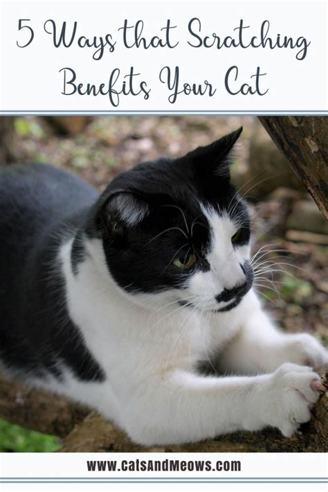 5 Ways that Scratching Benefits your Cat - Cats and Meows