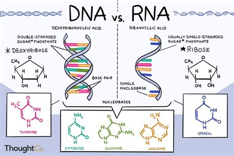 Do You Know the Differences Between DNA and RNA? | Study biology, Biology lessons, Teaching biology